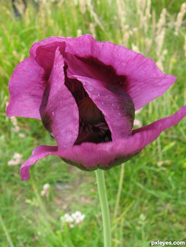 Opium Poppy